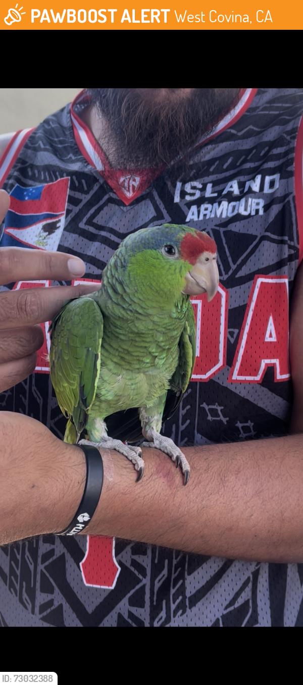 Found/Stray Unknown Bird last seen Vincent and Cameron , West Covina, CA 91790