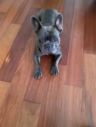 Found/Stray Male Dog last seen Halldale and 220th , Torrance, CA 90501