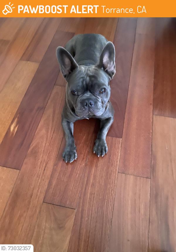 Found/Stray Male Dog last seen Halldale and 220th , Torrance, CA 90501