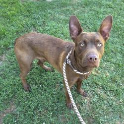 Found/Stray Male Dog last seen de forest park 6255 De Forest Ave, Long Beach, CA 90805, Long Beach, CA 90805