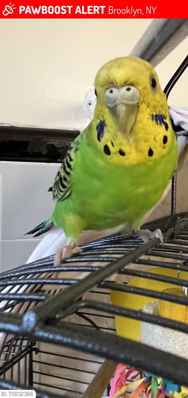 Lost Female Bird last seen Near Brighton 1st Rd near boardwalk, Brooklyn, NY 11235