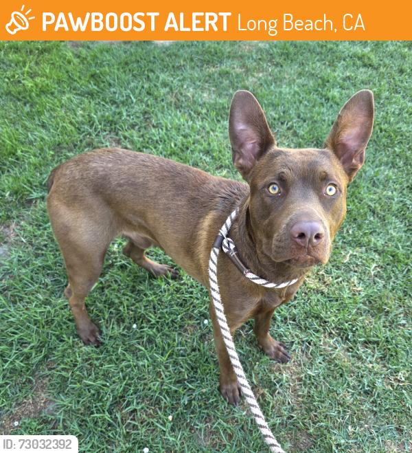 Found/Stray Male Dog last seen de forest park 6255 De Forest Ave, Long Beach, CA 90805, Long Beach, CA 90805