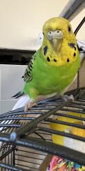 Lost Female Bird last seen Near Brighton 1st Rd near boardwalk, Brooklyn, NY 11235