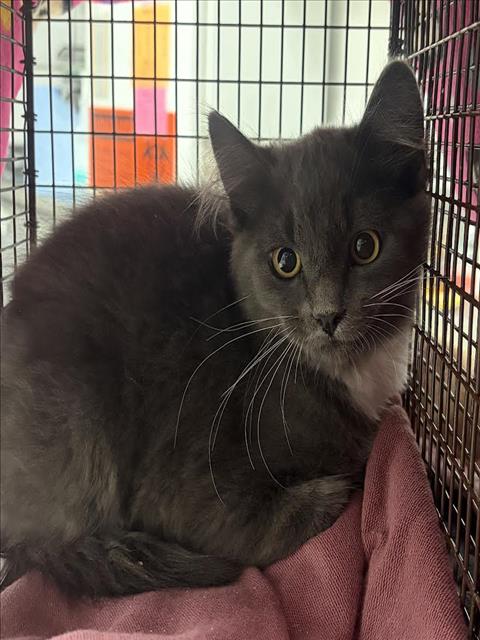 Shelter Stray Male Cat last seen , 11361 W Pico Blvd, Los Angeles, CA 90064, USA