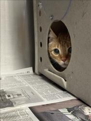Shelter Stray Male Cat last seen , 11361 W Pico Blvd, Los Angeles, CA 90064, USA