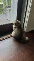 Reunited Female Cat last seen 252/ Buttonwood Rd Berwyn PA, Berwyn, PA 19312