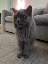 Lost Male Cat last seen Parkstone Road , Leicester, England LE5