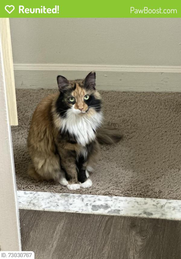 Reunited Female Cat last seen 77th and Narrows, Brooklyn, NY 11209