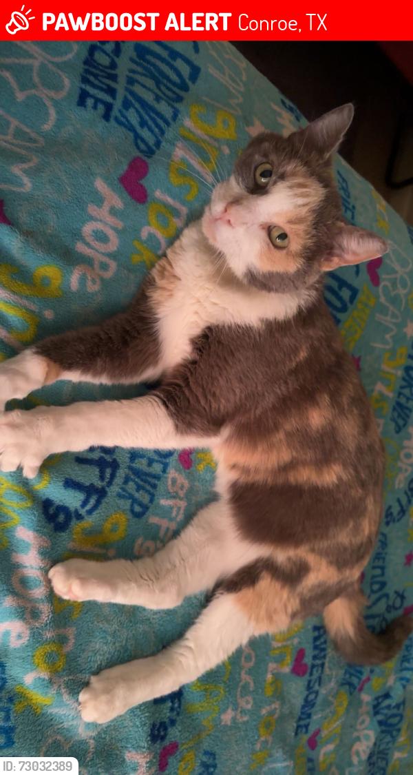 Lost Female Cat last seen Glen eagles Dr N near the gas station , Conroe, TX 77385
