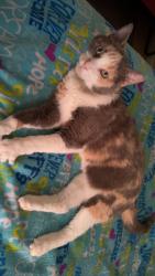 Lost Female Cat last seen Glen eagles Dr N near the gas station , Conroe, TX 77385