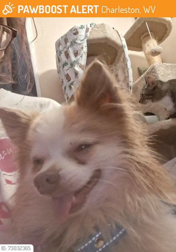 Found/Stray Unknown Dog last seen Near Randolph St Charleston wv Charleston wv eyĥ, Charleston, WV 25302