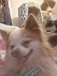 Found/Stray Unknown Dog last seen Near Randolph St Charleston wv Charleston wv eyĥ, Charleston, WV 25302