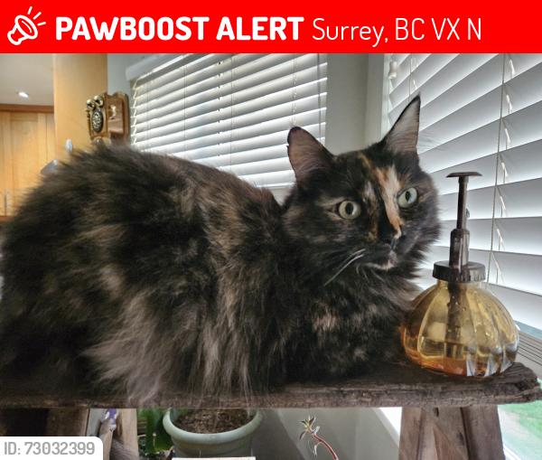 Lost Female Cat last seen Near & 133 street surrey , Surrey, BC V3X 2N7