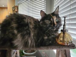 Lost Female Cat last seen Near & 133 street surrey , Surrey, BC V3X 2N7