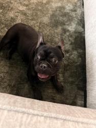 Found/Stray Female Dog last seen Waxahachie , Waxahachie, TX 75165