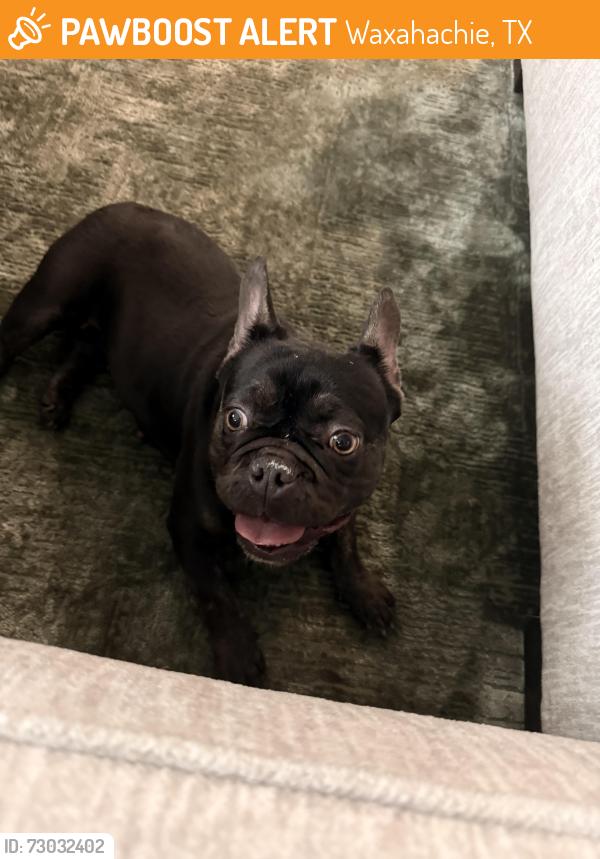 Found/Stray Female Dog last seen Waxahachie , Waxahachie, TX 75165