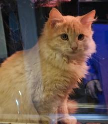 Lost Unknown Cat last seen Arline, Norris Hwy, Knoxville, TN 37938