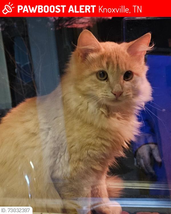 Lost Unknown Cat last seen Arline, Norris Hwy, Knoxville, TN 37938