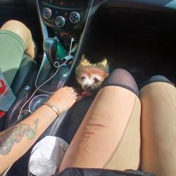 Reunited Female Dog last seen Near oak road new jersey Vinland, Vineland, NJ 08361
