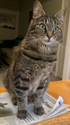 Lost Male Cat last seen NW 120th St and 9th Ave NW, Broadview area, Seattle, WA 98177