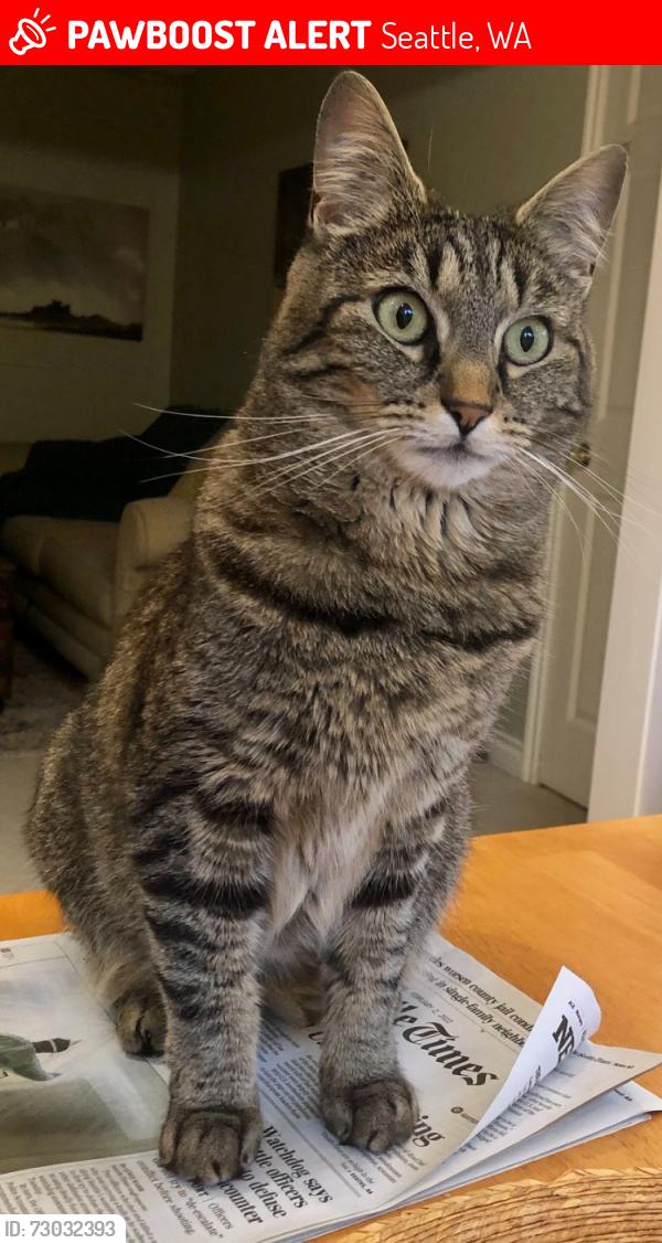 Lost Male Cat last seen NW 120th St and 9th Ave NW, Broadview area, Seattle, WA 98177