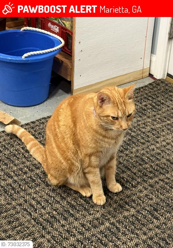 Lost Male Cat last seen Larose Circle and Fleur Dr, Marietta, GA 30060