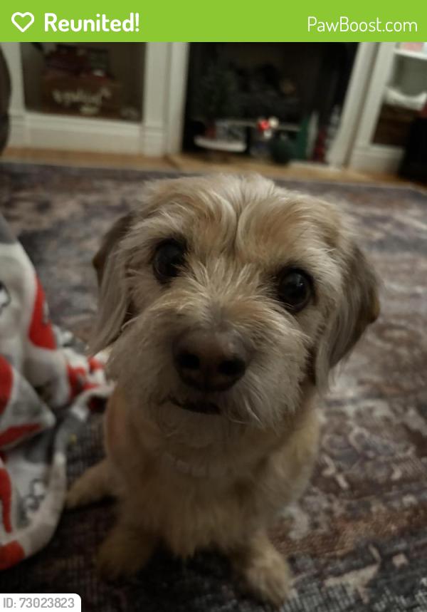 Reunited Male Dog last seen Near maple street Rome ga, around the old cvs, Rome, GA 30161