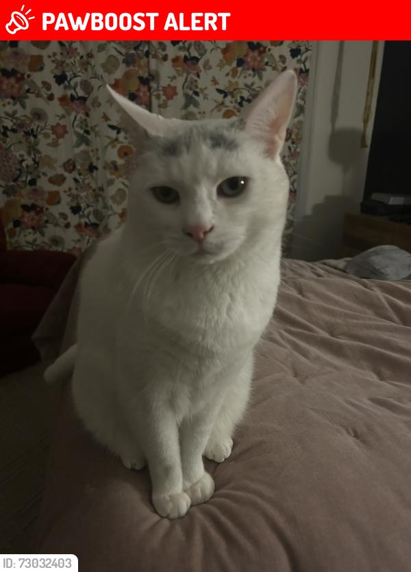 Lost Male Cat last seen Springfield drive, Washington Township, PA 18013