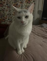 Lost Male Cat last seen Springfield drive, Washington Township, PA 18013