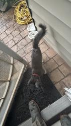 Found/Stray Male Cat last seen Stripes gas station, Houston, TX 77029