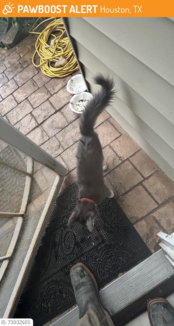 Found/Stray Male Cat last seen Stripes gas station, Houston, TX 77029