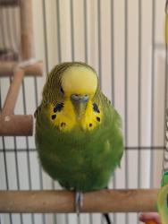 Lost Male Bird last seen HillCrest drive , Manassas, VA 20111