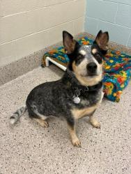 Shelter Stray Female Dog last seen MOCKINGBIRD ST & BROMLEY LN, 12155 Park Blvd, Brighton, CO 80601, USA