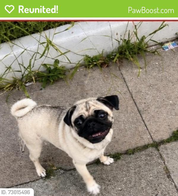 Reunited Female Dog last seen Near Linwood Ave, Los Angeles, CA 90017, USA, Los Angeles, CA 90017