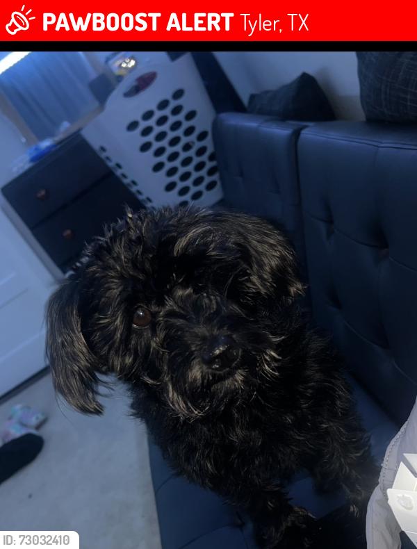 Lost Female Dog last seen Cr3180 , Tyler, TX 75706