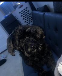 Lost Female Dog last seen Cr3180 , Tyler, TX 75706
