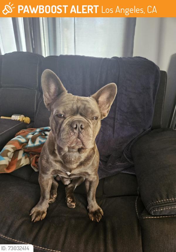 Found/Stray Male Dog last seen 220th and Halldale torrance, Los Angeles, CA 90501