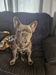 Found/Stray Male Dog last seen 220th and Halldale torrance, Los Angeles, CA 90501