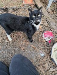 Lost Male Cat last seen R Jones, Old Dixie, and Bypass near the middle school, Callahan, FL 32011