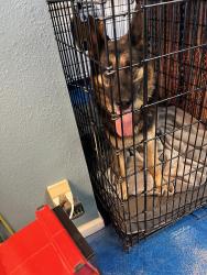 Found/Stray Male Dog last seen Balls ferry, Anderson, CA 96007