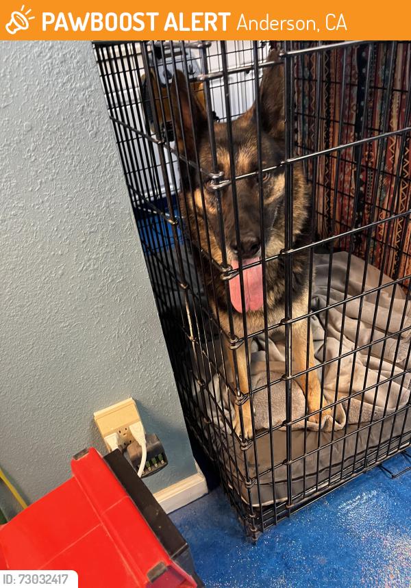 Found/Stray Male Dog last seen Balls ferry, Anderson, CA 96007