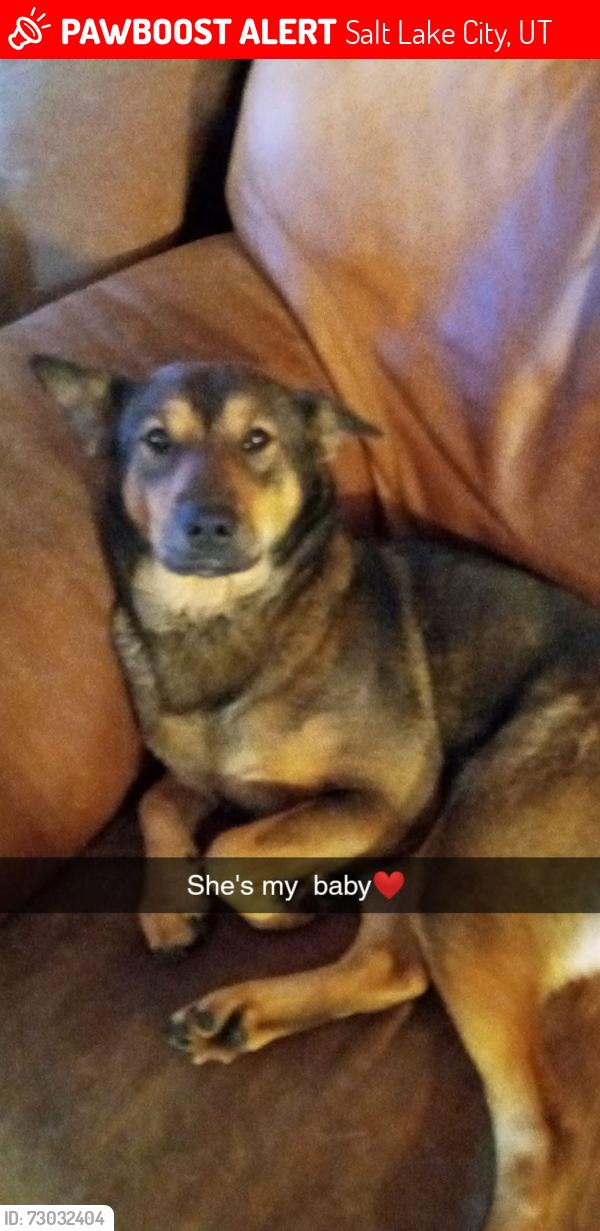 Lost Female Dog last seen Near north 900 west , Salt Lake City, UT 84116
