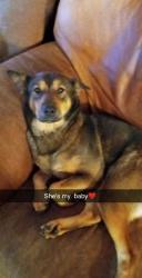 Lost Female Dog last seen Near north 900 west , Salt Lake City, UT 84116