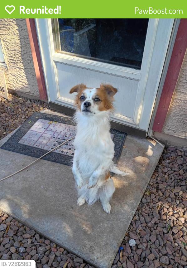 Reunited Male Dog last seen Emelita Ave and 114 th, Mesa, AZ 85208