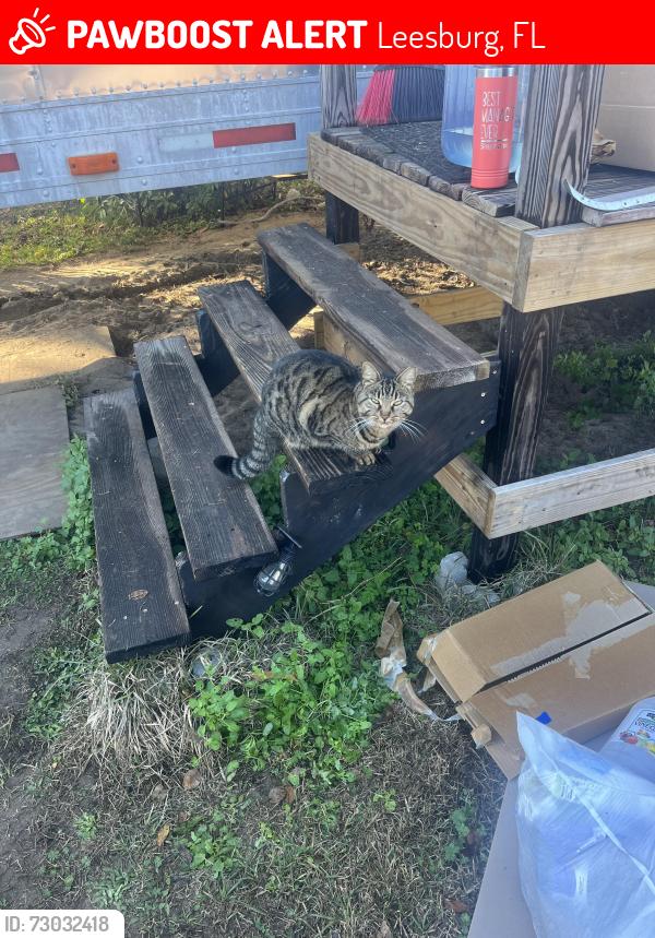 Lost Female Cat last seen Near Sanjay ln, Leesburg, FL 34748