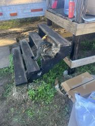 Lost Female Cat last seen Near Sanjay ln, Leesburg, FL 34748