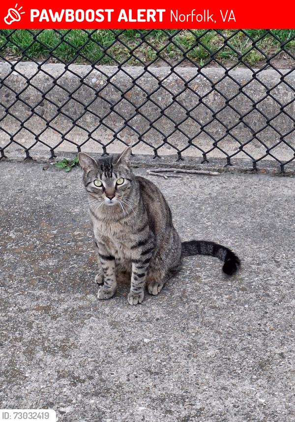 Lost Male Cat last seen Merrimack landing , Norfolk, VA 23503