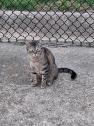 Lost Male Cat last seen Merrimack landing , Norfolk, VA 23503