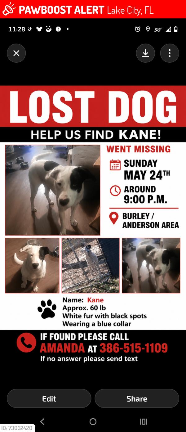 Lost Male Dog last seen Salem, Lake City, FL 32024