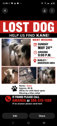Lost Male Dog last seen Salem, Lake City, FL 32024